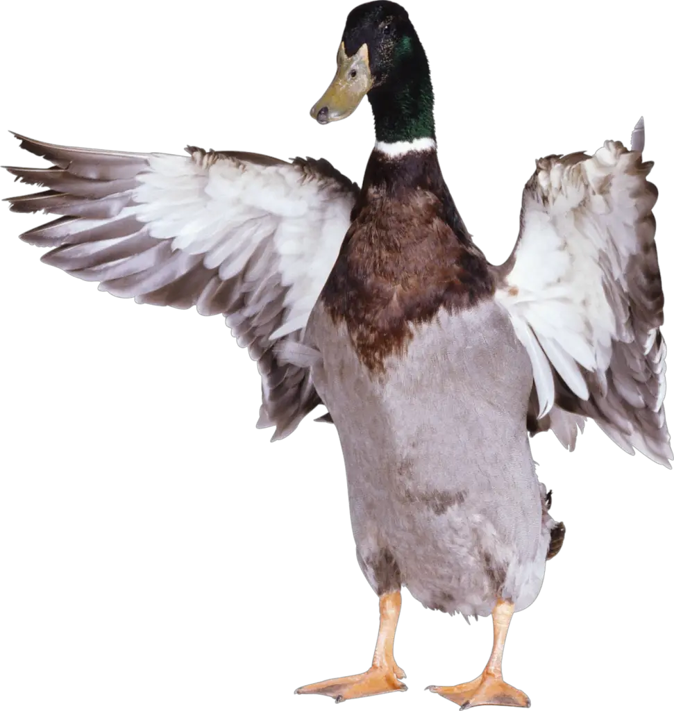 Mallard Duck Png