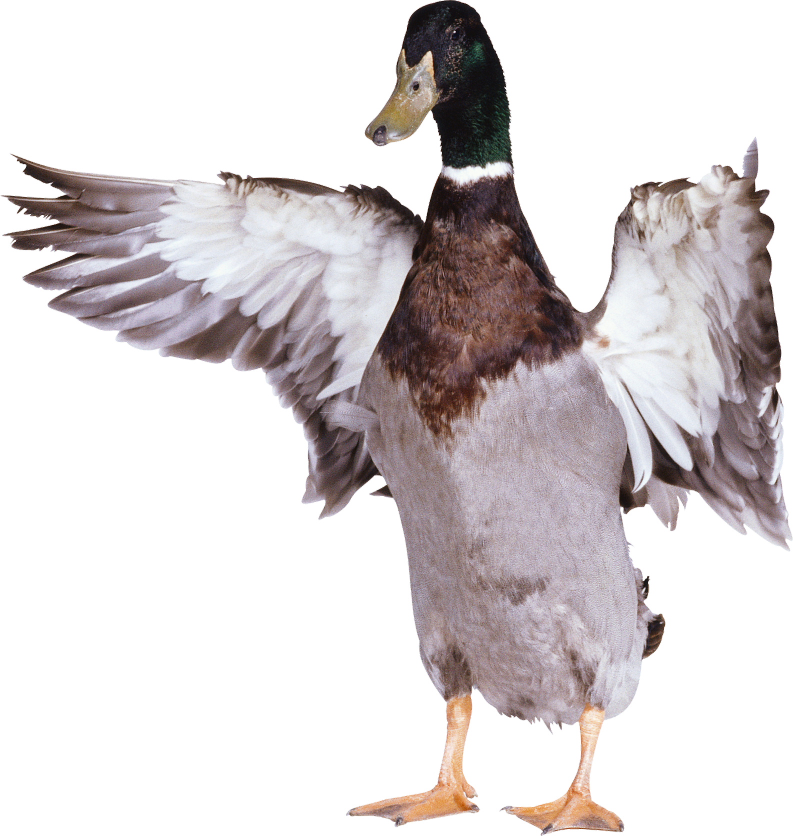 Ducky-12