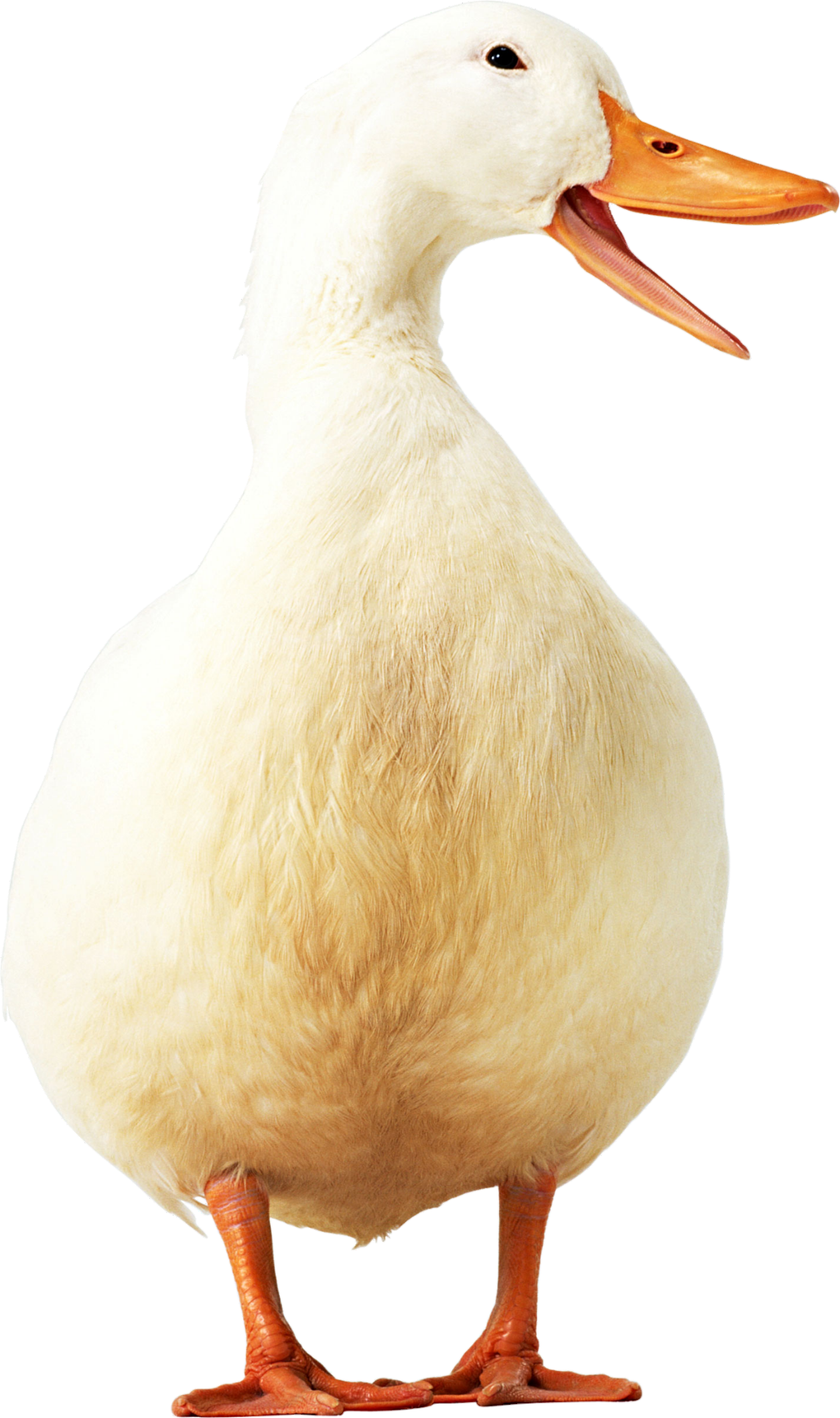 Ducky-13