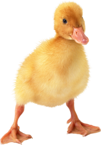 Yellow Duck baby Png
