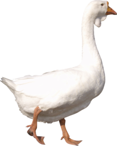 White Duck Png