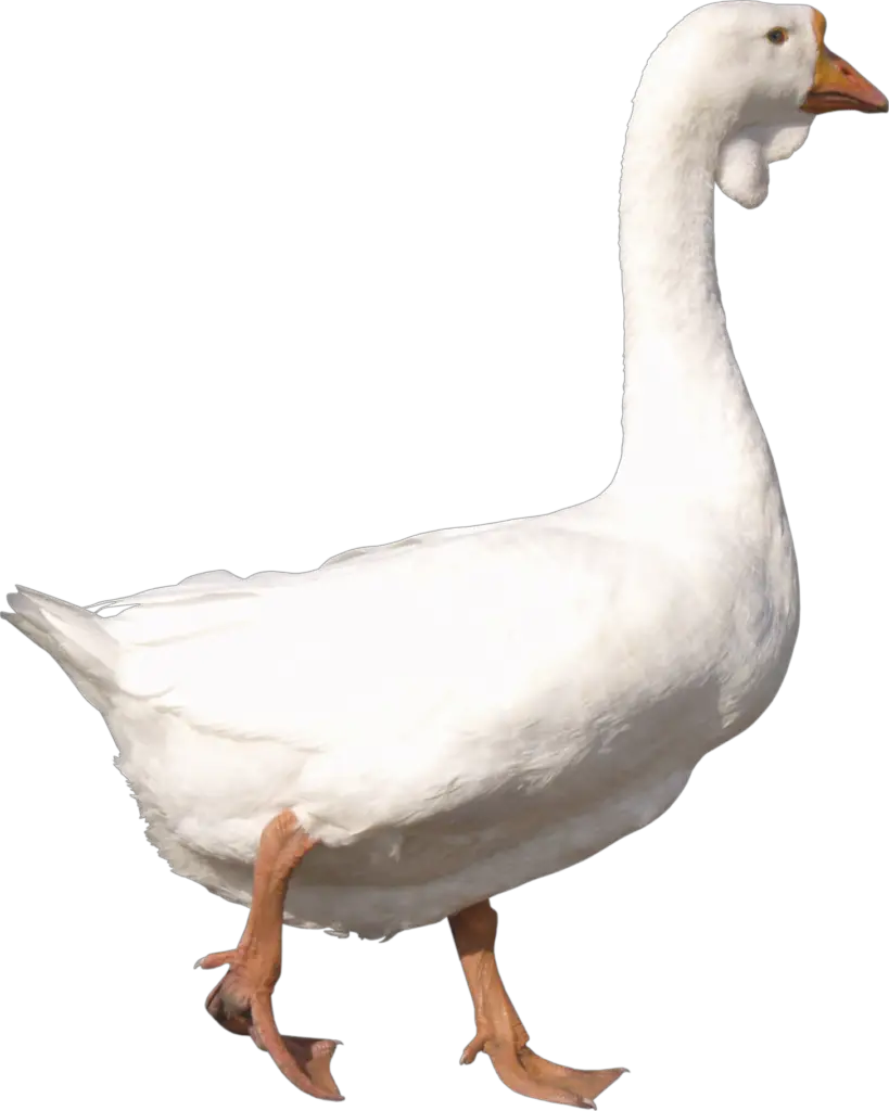 White Duck Png