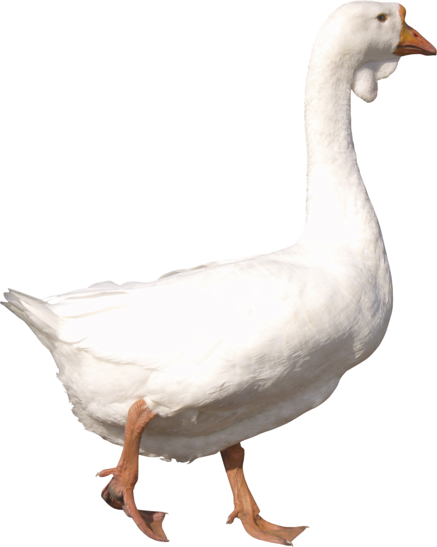 Ducky-2