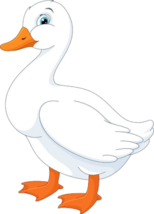 White Duck clipart Png
