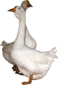 Two White Duck Png Image