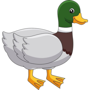 Mallard Duck Vector Png