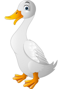 White Duck Illustration Png