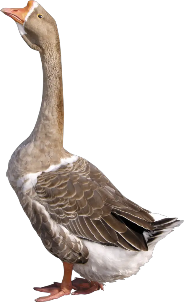 Goose Duck Png