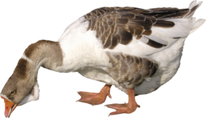 Goose Duck PNG