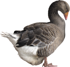 High-resolution Goose Duck Png