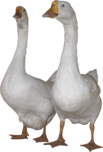 Two White Ducks PNG Image