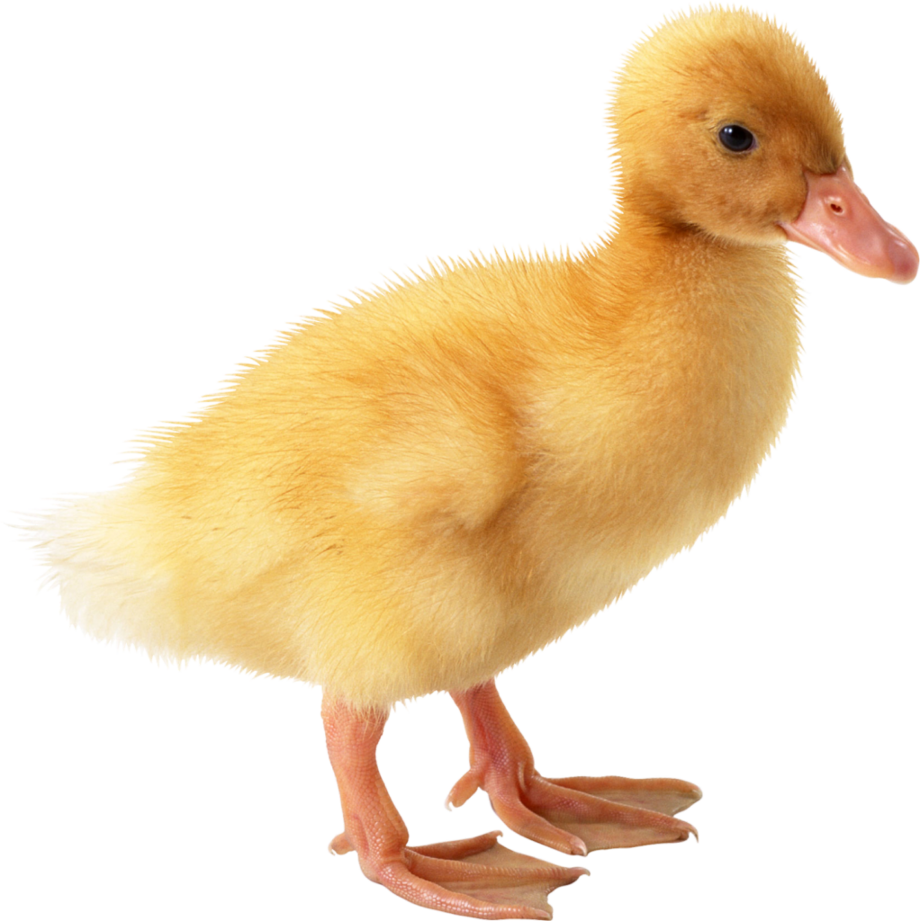 Yellow Duck Baby Png