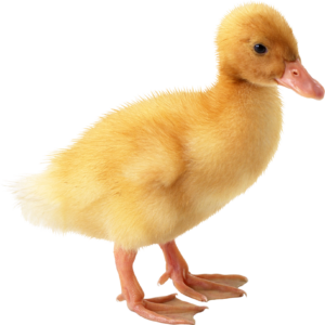 Yellow Duck Baby Png