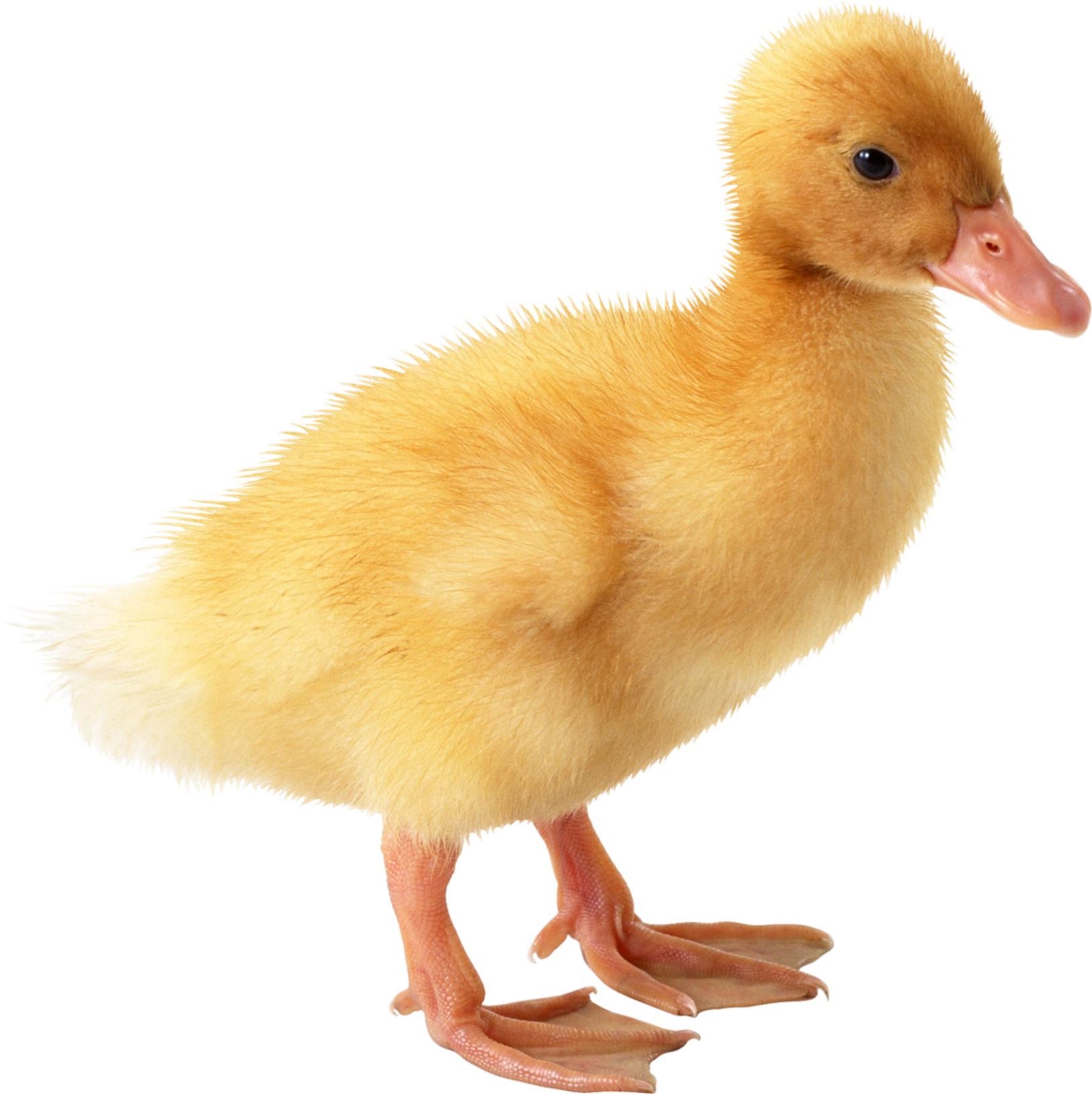 Ducky-8