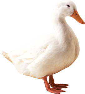 Water Duck PNG