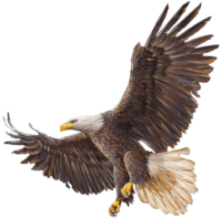 Eagle png transparent image