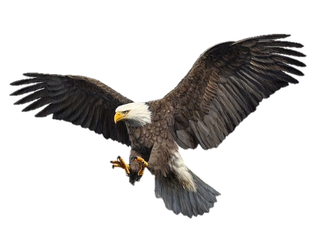 Flying Eagle Png