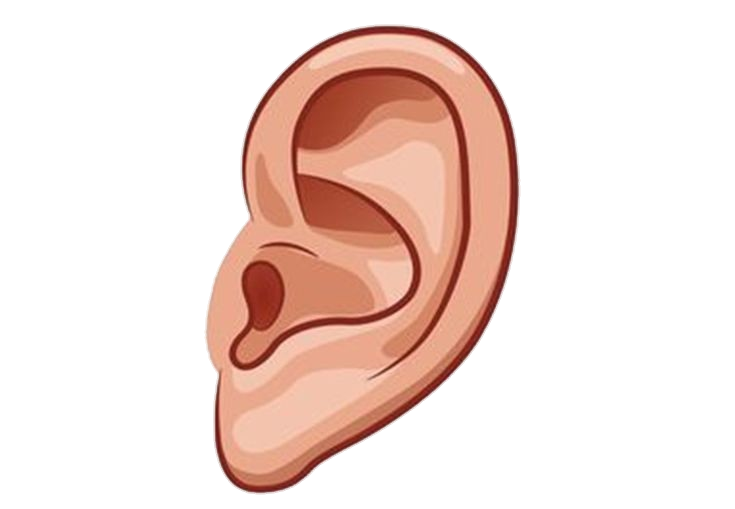 Human Right Ear clipart Png