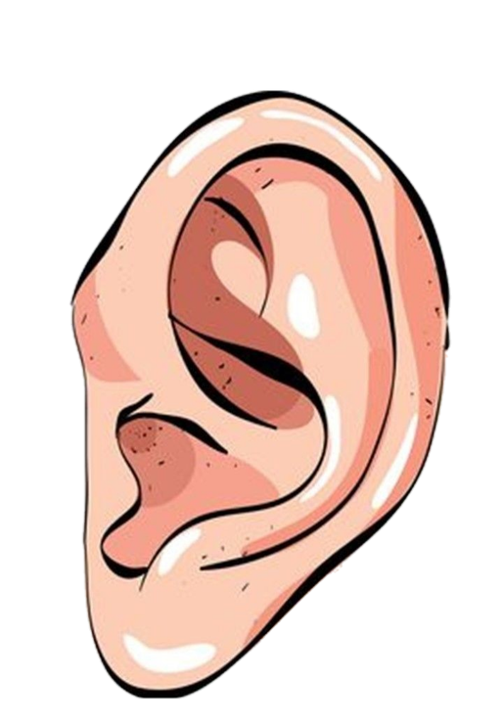 Human Right Ear clipart Png