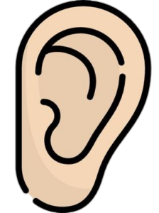 Ear PNG Transparent Images Free Download - Pngfre