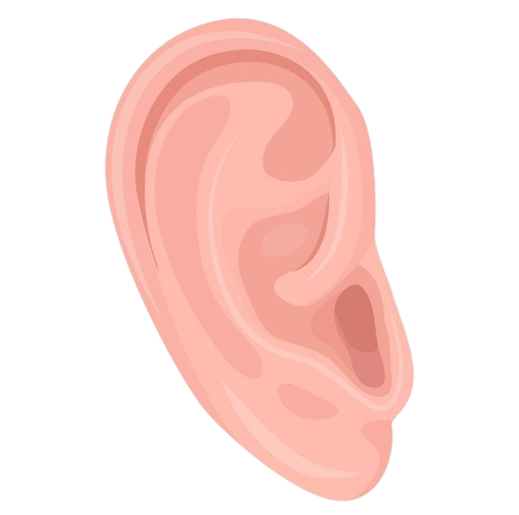 Human Ear clipart Png