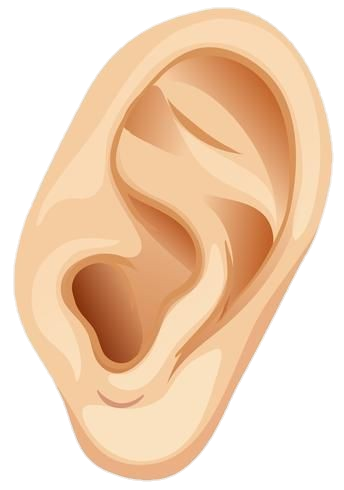 Animated Human Ear Png