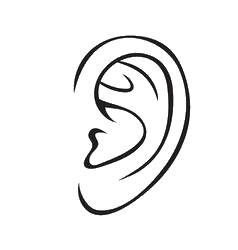 Human Right Ear Drawing Png
