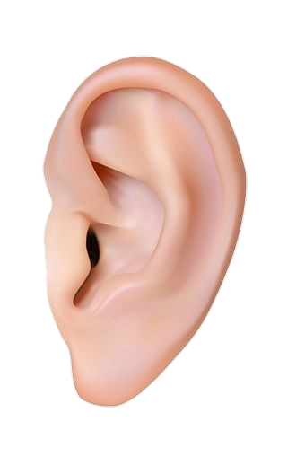 Realistic Human Ear Png