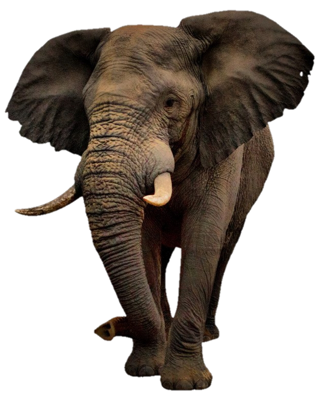 Elephants-19