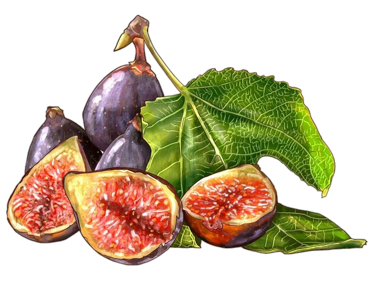 Fig clipart png