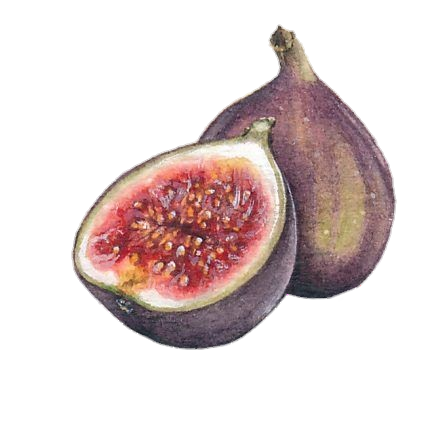 Watercolor Fig png