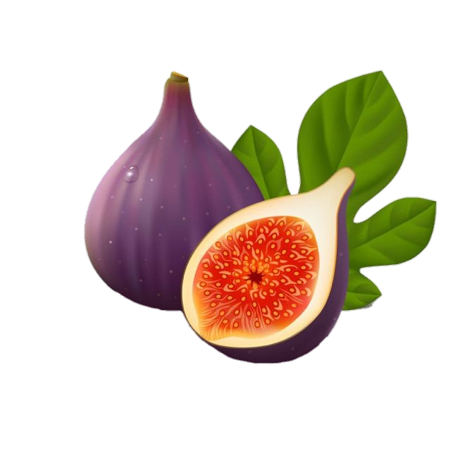 Fig Vector png