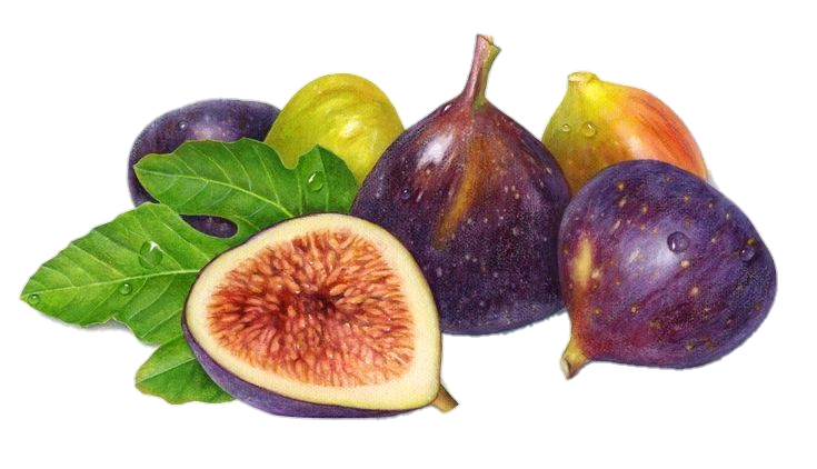 Aesthetic Fig png