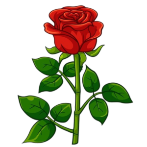 Red Rose Flower clipart Png