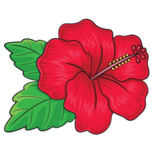 Hibiscus Flower clipart PNG