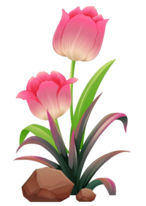 Animated Tulip Flower Png