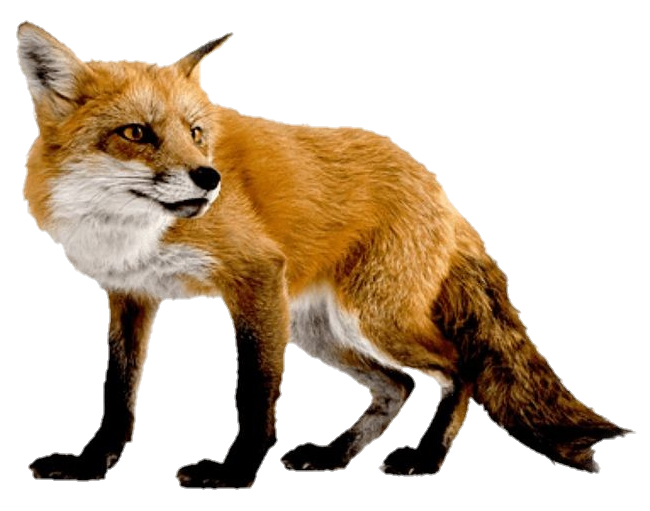 Fox-12