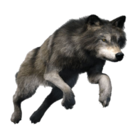 Fox png image