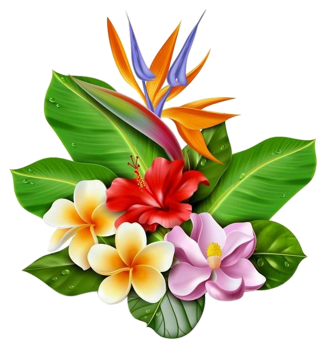 Animated Frangipani Flowers Png
