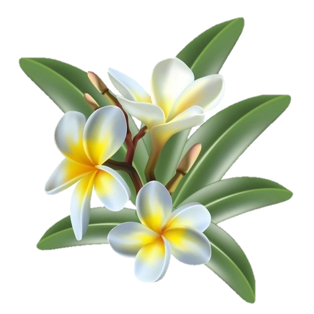 Frangipani Flower Png Image