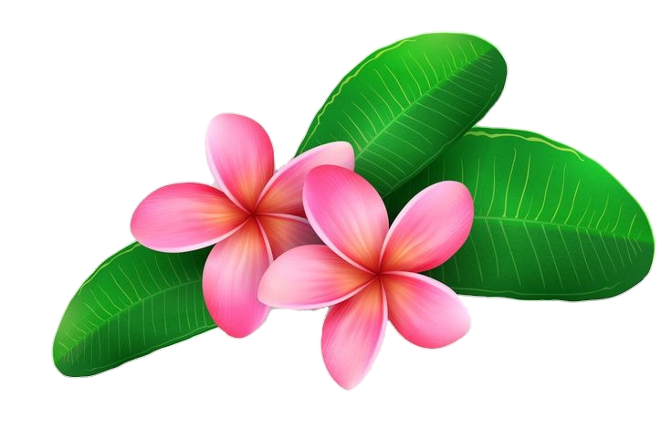 Pink Frangipani Flower Png