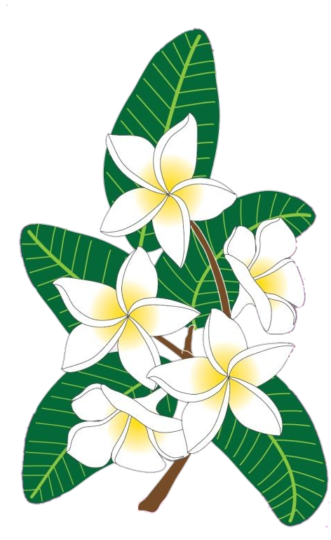 Frangipani Flower Clipart Png