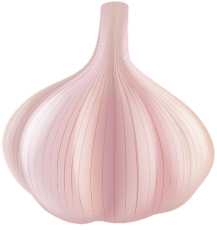 Garlic Vector Png