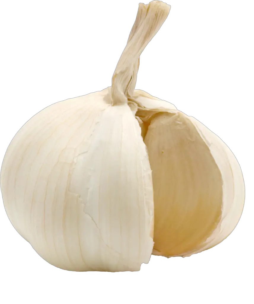 Single Garlic Png