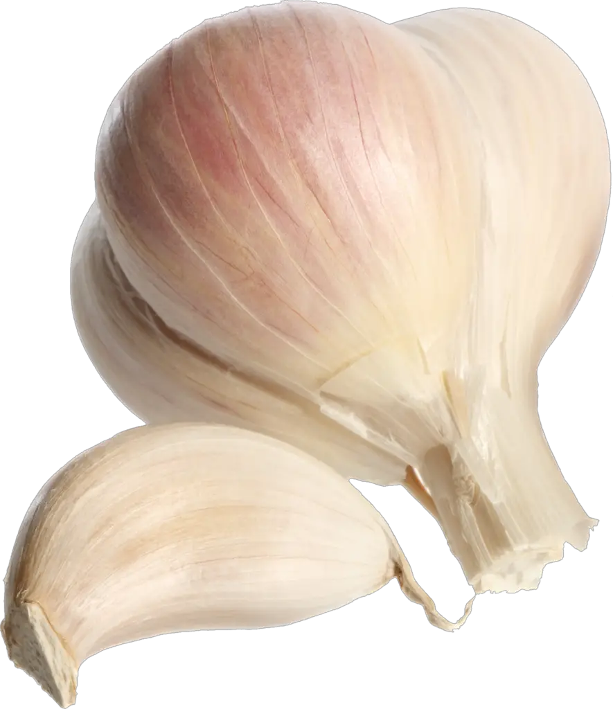 Transparent Garlic Png