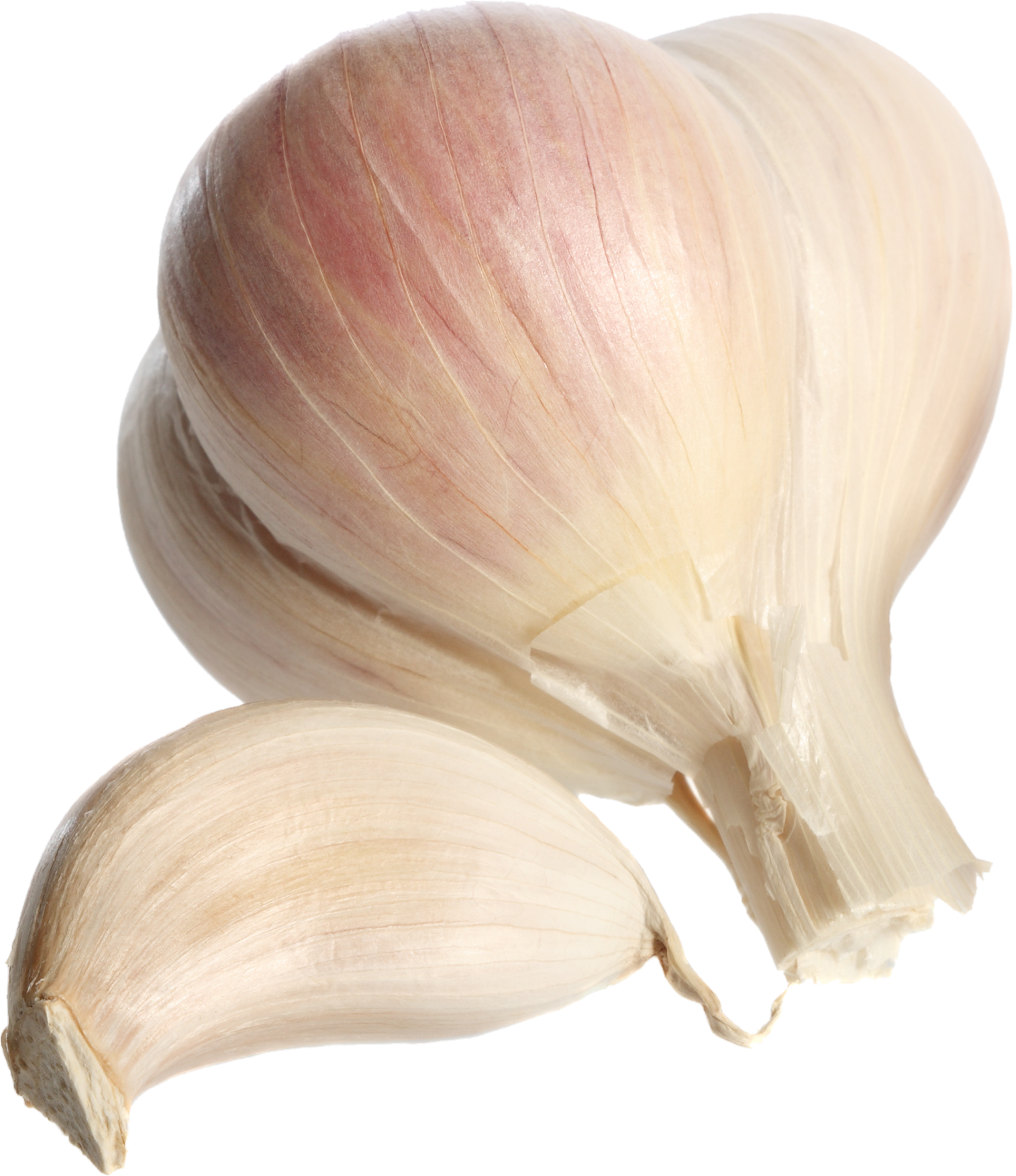 Garlic-15
