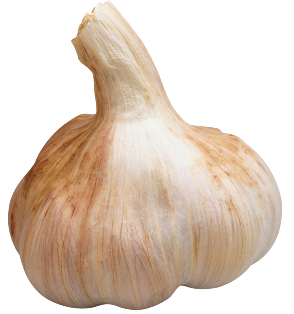 Single Garlic Png