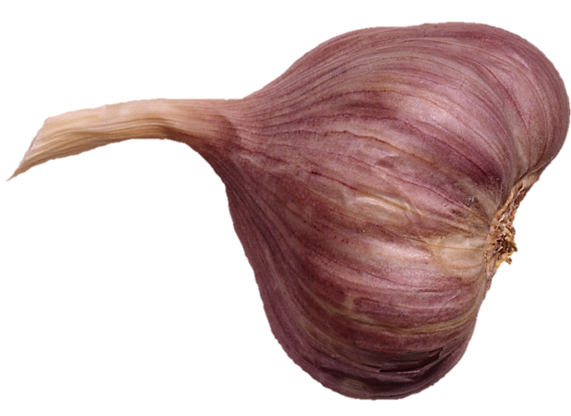 Garlic-18