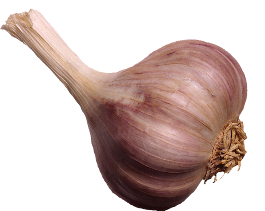 Garlic-19
