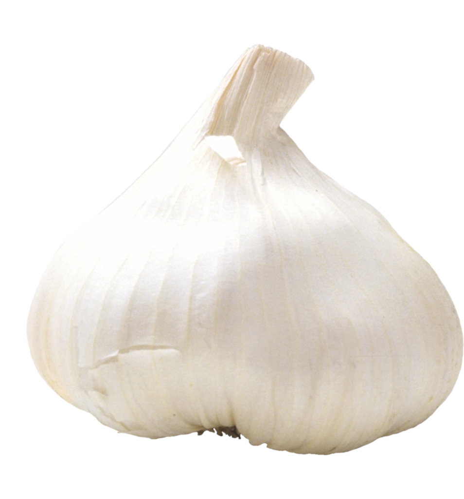 Single Garlic Png